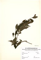 藏品(薄葉柃木)的圖片